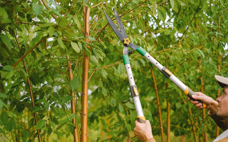 Tree trimming in Craftsbury, VT