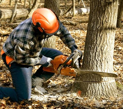 Tree Removal in Craftsbury, VT